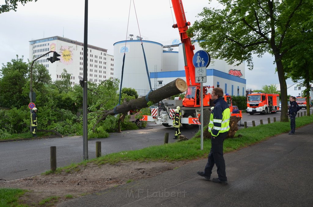 Baum auf Fahrbahn Koeln Deutz Alfred Schuette Allee Mole P641.JPG - Miklos Laubert